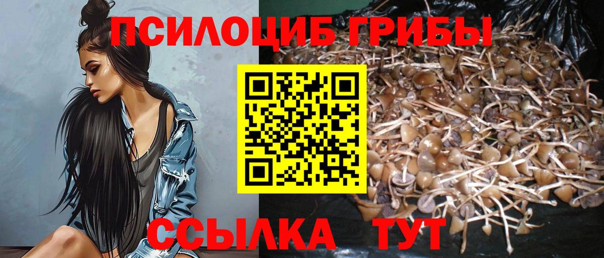 Псилоцибиновые грибы Cubensis Калач-на-Дону